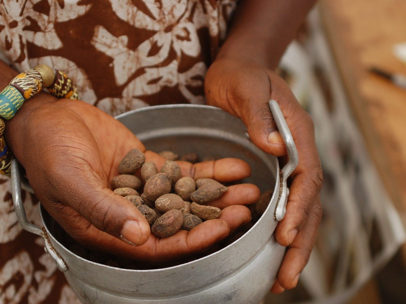 Photograph of shea nuts held in cupped hands above a metal bucket
